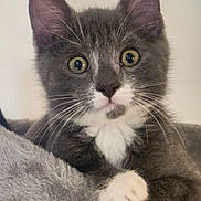 Simba joined the competition — help win amazing prizes! kitten, cat, gray_cat, white_paws, white_chest, pet, feline, whiskers, ears_up, wide_eyes, cute, indoor, furry, animal, young_cat, claws, resting, looking, close_up, cat_perch