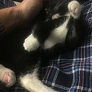 Mittens joined the competition — help win amazing prizes! animal, black_and_white, cat, closeup, comfort, cozy, cute, domestic_cat, fur, hand, indoor, kitten, paw, petting, plaid_blanket, relaxed, resting, sleeping, soft, whiskers