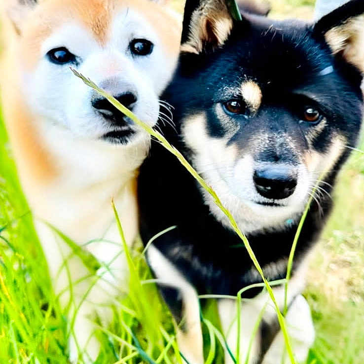 Flyer Et Natsu participe au concours pour gagner de l'argent avec cette photo : animal, black_dog, canine, closeup, companions, curious, dog, ears, face, fur, grass, greenery, nature, outdoor, pet, portrait, shiba_inu, sunlight, tan_dog, two_dogs