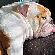 Sophie joined the competition — help win amazing prizes! dog, english_bulldog, pet, sleeping, tongue_out, sunlight, cozy, blanket, wrinkles, closeup, animal, resting, cute, indoor, fur, face, relaxation, mammal, companion, lazy