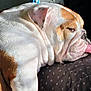 dog, english_bulldog, pet, sleeping, tongue_out, sunlight, cozy, blanket, wrinkles, closeup, animal, resting, cute, indoor, fur, face, relaxation, mammal, companion, lazy