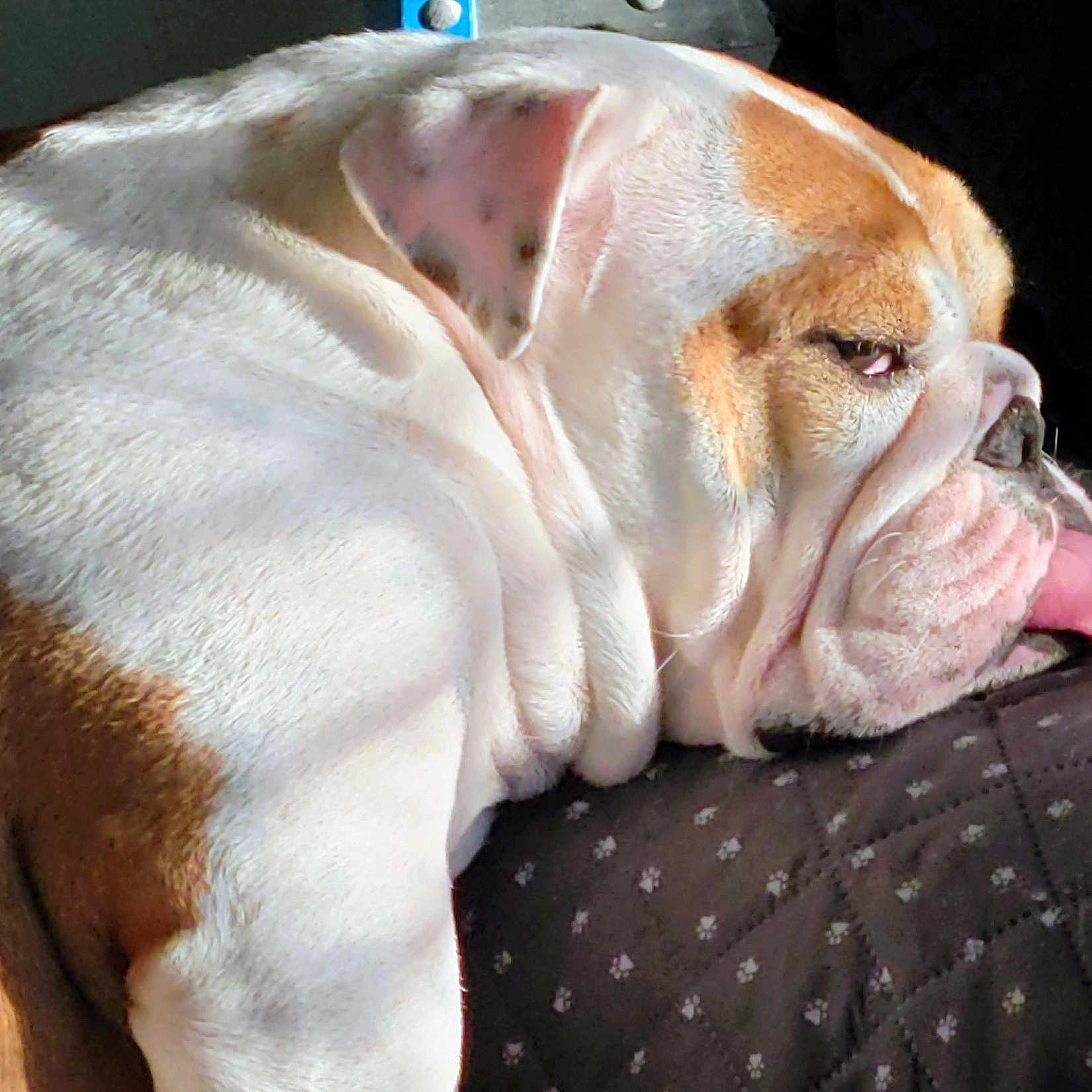 Sophie joined the competition — help win amazing prizes! animal, blanket, closeup, companion, cozy, cute, dog, english_bulldog, face, fur, indoor, lazy, mammal, pet, relaxation, resting, sleeping, sunlight, tongue_out, wrinkles