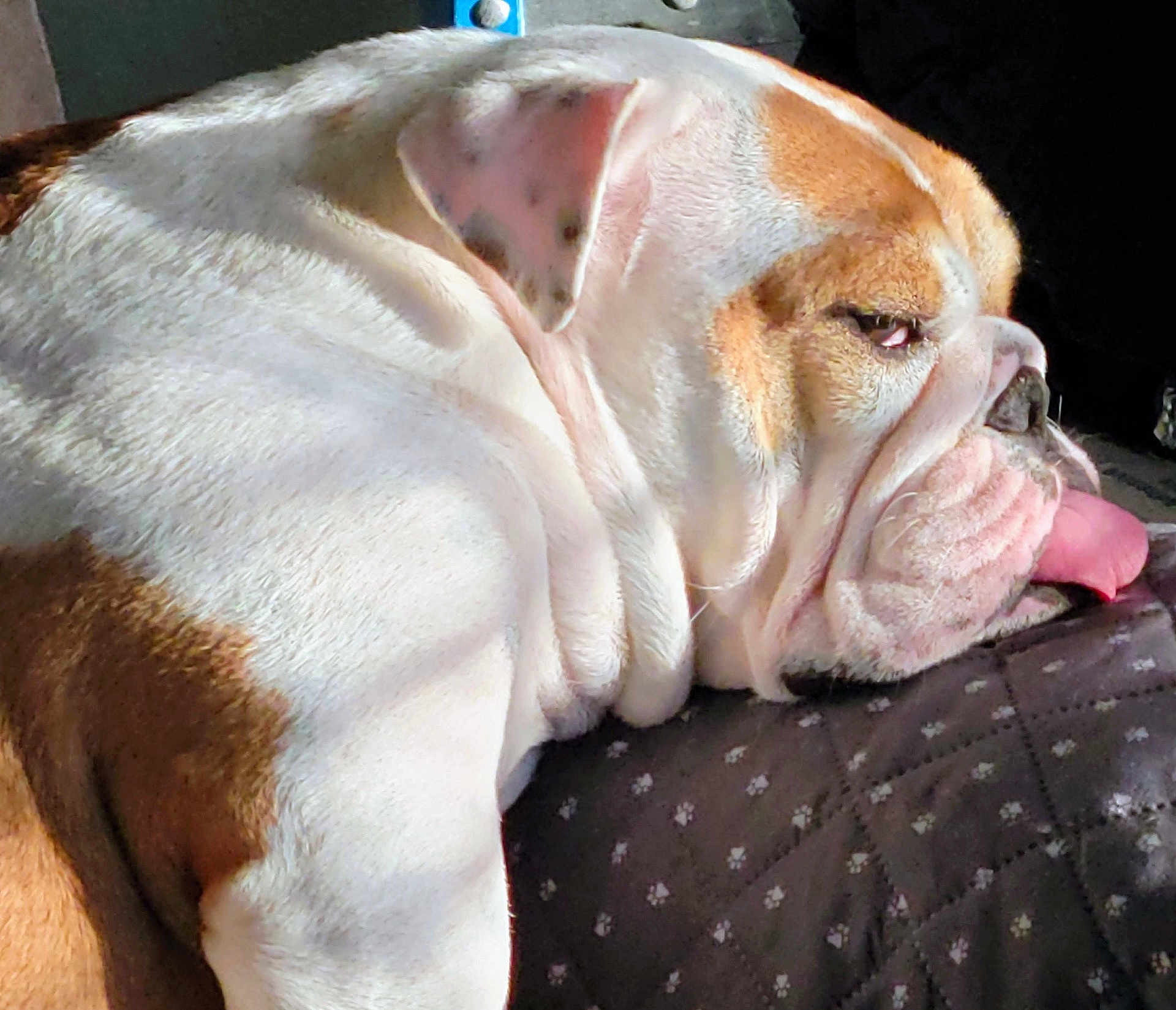 Sophie joined the competition — help win amazing prizes! dog, english_bulldog, pet, sleeping, tongue_out, sunlight, cozy, blanket, wrinkles, closeup, animal, resting, cute, indoor, fur, face, relaxation, mammal, companion, lazy