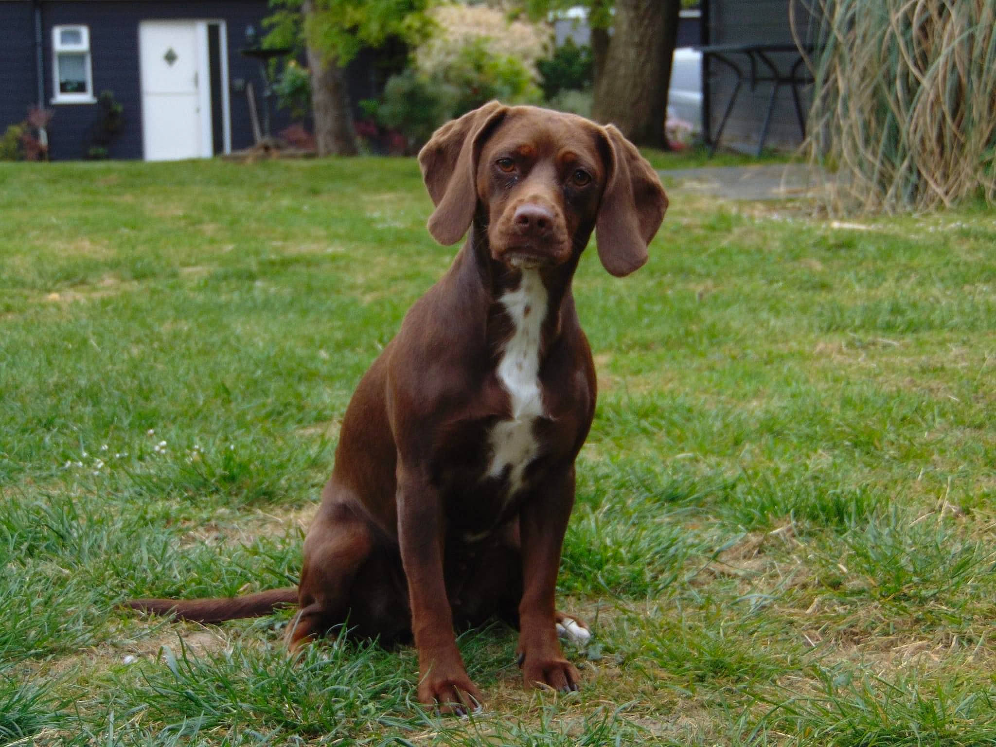 Coby is registered to the contest to win money with this photo: canidae, carnivore, companion_dog, dog, dog_breed, dog_collar, door, fawn, grass, gun_dog, hound, house, liver, plant, sporting_group, terrestrial_animal, tree, whiskers, working_animal, working_dog