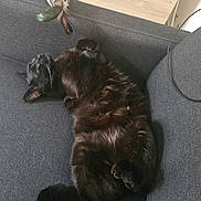 Marco a rejoint le concours — aidez-le/la à gagner de superbes lots ! black_cat, cat, pet, feline, indoor, couch, sofa, relaxed, lying_down, fur, toy, feathers, home, cozy, resting, animal, whiskers, paw, sleepy, comfort