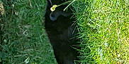 Marco a rejoint le concours — aidez-le/la à gagner de superbes lots ! cat, black_cat, grass, greenery, outdoor, nature, animal, stealth, camouflage, eyes, feline, pet, wildlife, leaf, plant, summer, daylight, closeup, quiet, hidden