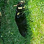 cat, black_cat, grass, greenery, outdoor, nature, animal, stealth, camouflage, eyes, feline, pet, wildlife, leaf, plant, summer, daylight, closeup, quiet, hidden