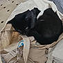 Marco a rejoint le concours — aidez-le/la à gagner de superbes lots ! black_cat, cat, tote_bag, fabric, cozy, indoor, pet, resting, curled_up, home, textile, soft, gray, beige, domestic_animal, feline, quiet, relaxed, stuffed_bag, floor