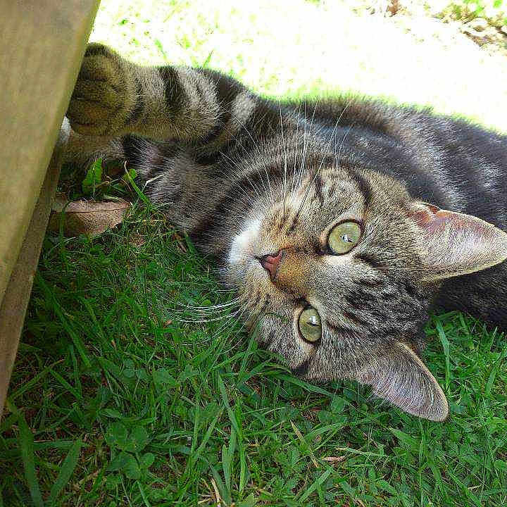 Cleo joined the competition — help win amazing prizes!