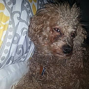 Ritz is registered to the contest to win money with this photo: dog, curly_fur, pet, indoor, pillow, patterned_pillow, yellow, gray, close_up, animal, cute, sleepy, relaxed, collar, fur, face, nose, whiskers, home, resting