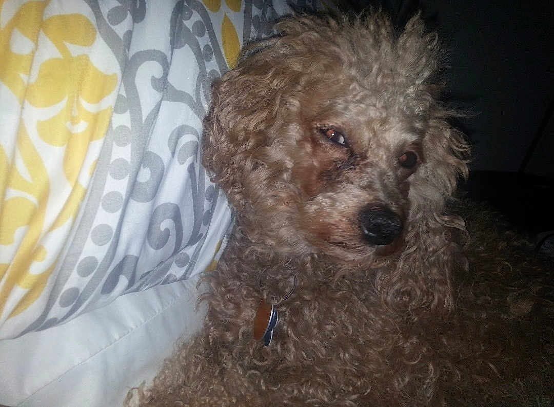 Ritz is registered to the contest to win money with this photo: dog, curly_fur, pet, indoor, pillow, patterned_pillow, yellow, gray, close_up, animal, cute, sleepy, relaxed, collar, fur, face, nose, whiskers, home, resting