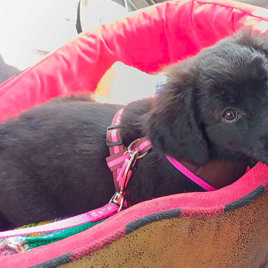 Anna participe au concours pour gagner de l'argent avec cette photo : animal, bed, black_fur, canine, comfortable, cozy, cute, dog, domestic_animal, harness, indoor, leash, looking_up, lying_down, pet_bed, pink_harness, puppy, resting, soft_fur, young_dog