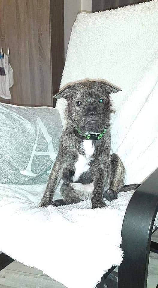 Rico participe au concours pour gagner de l'argent avec cette photo : canidae, carnivore, cimarron_uruguayo, dog, dog_breed, mammal, rare_breed_dog, scottish_deerhound, snout, sporting_group, terrier, vertebrate