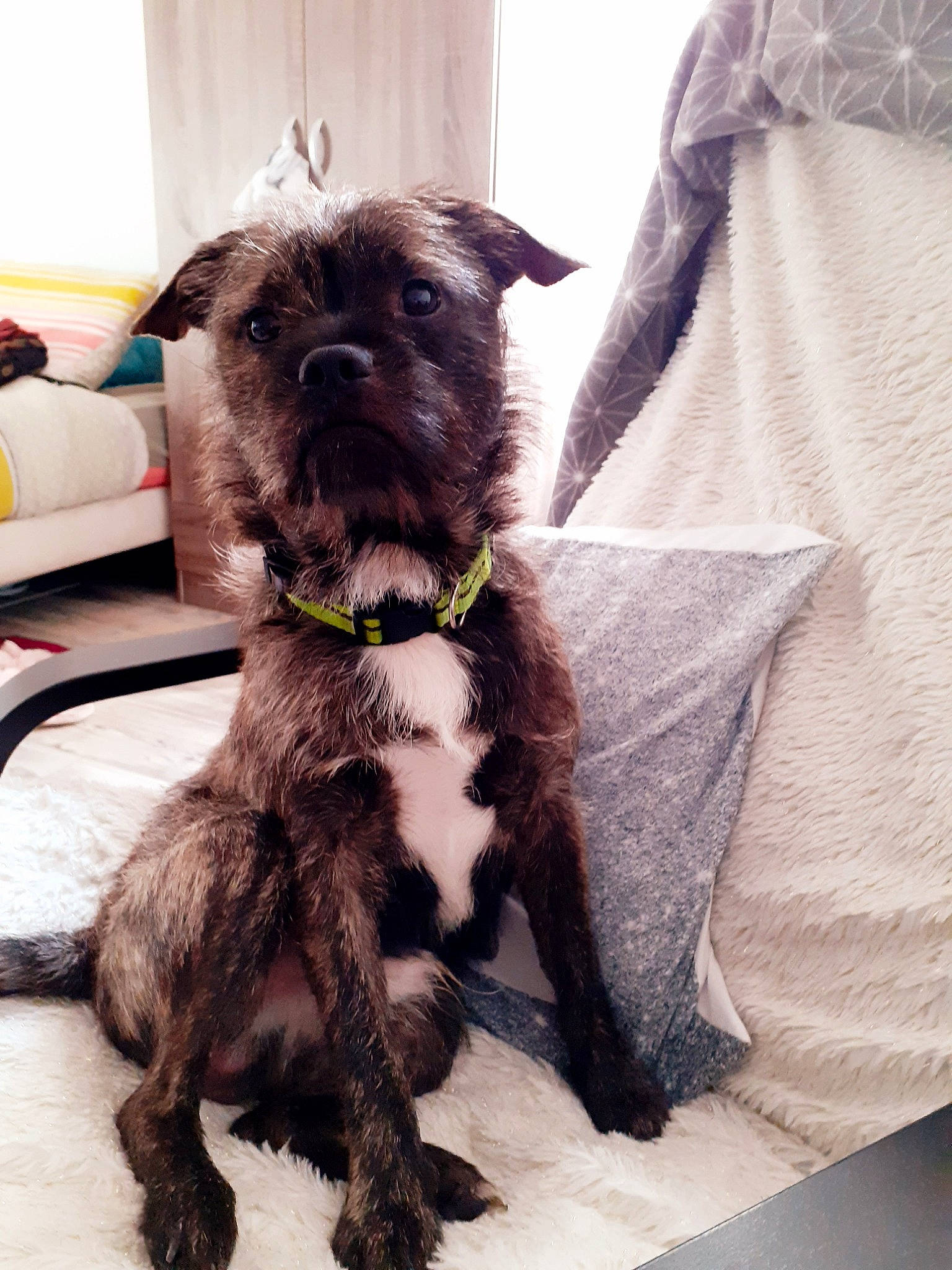 Rico participe au concours pour gagner de l'argent avec cette photo : affenpinscher, cairn_terrier, canidae, carnivore, companion_dog, dog, dog_breed, griffon_bruxellois, mammal, miniature_schnauzer, puppy, rare_breed_dog, schnauzer, schnoodle, snout, sporting_group, terrier, toy_dog, vertebrate