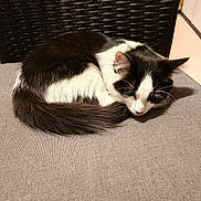 Hobbie participe au concours pour gagner de l'argent avec cette photo : animal, black_and_white, cat, chair, cozy, curled_up, cushion, cute, domestic_animal, feline, fur, home, indoor, pet, quiet, relaxation, resting, sleeping, tail, whiskers