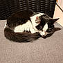animal, black_and_white, cat, chair, cozy, curled_up, cushion, cute, domestic_animal, feline, fur, home, indoor, pet, quiet, relaxation, resting, sleeping, tail, whiskers