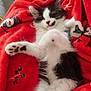 Hobbie participe au concours pour gagner de l'argent avec cette photo : kitten, cat, black_and_white, sleeping, paw, blanket, red, snowman_pattern, holly, cozy, indoor, tile_floor, slippers, cute, pet, furry, relaxed, animal, soft, resting
