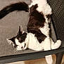 cat, black_and_white, sleeping, chair, cushion, indoor, relaxed, fluffy, pet, whiskers, tail, fur, resting, feline, domestic_animal, cozy, quiet, animal, cute, comfortable