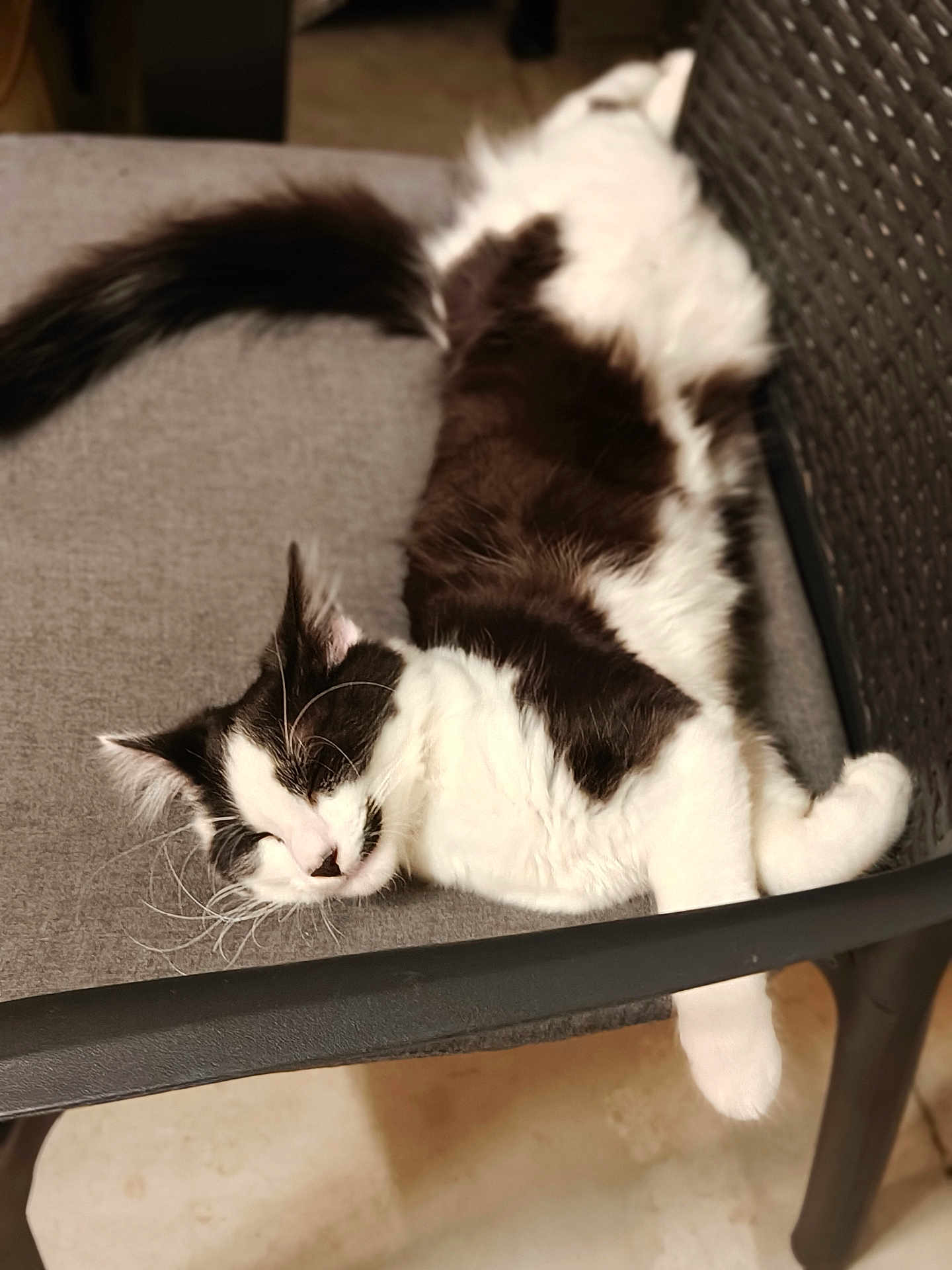 Hobbie participe au concours pour gagner de l'argent avec cette photo : cat, black_and_white, sleeping, chair, cushion, indoor, relaxed, fluffy, pet, whiskers, tail, fur, resting, feline, domestic_animal, cozy, quiet, animal, cute, comfortable