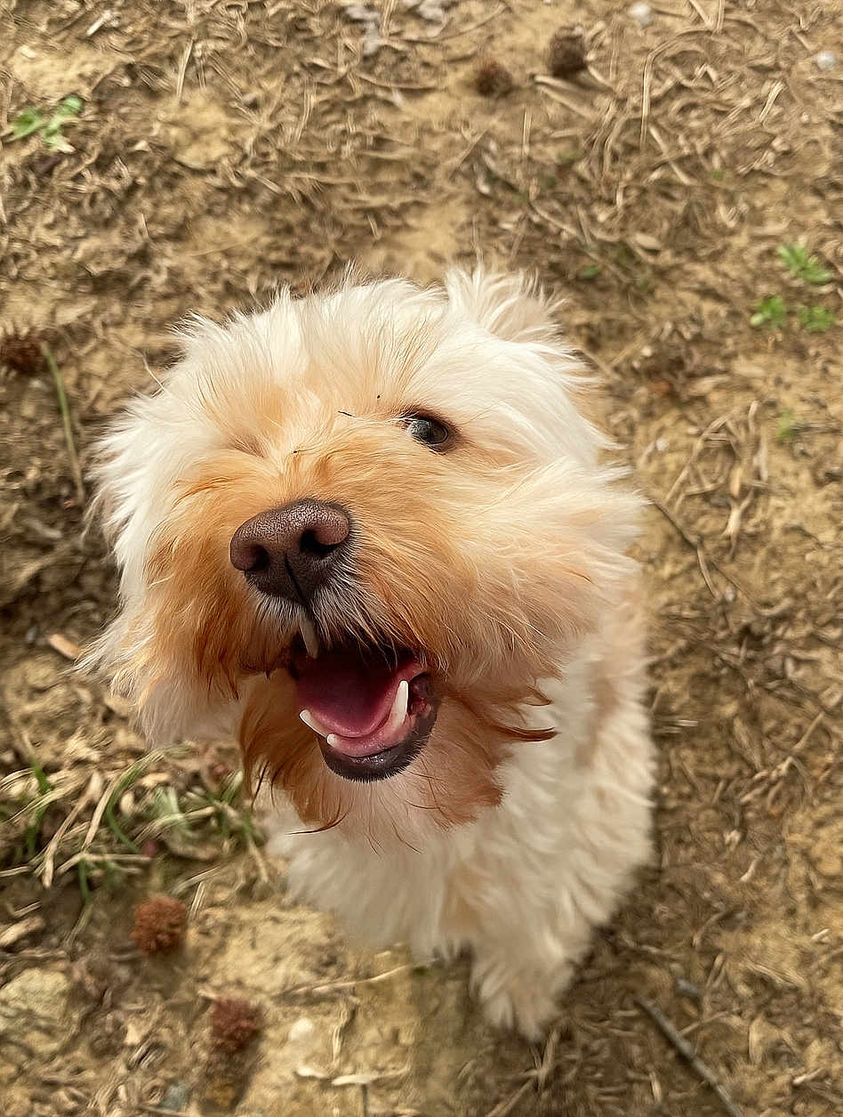Latte joined the competition — help win amazing prizes! dog, fluffy, happy, smiling, outdoor, earth, ground, nature, pet, animal, canine, closeup, fur, cute, adorable, lookingup, tongue, playful, muzzle, lightcolor