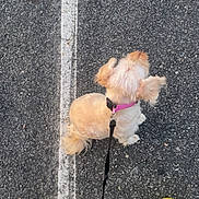 Latte is registered to the contest to win money with this photo: dog, small_dog, leash, pink_collar, asphalt, road, white_line, yellow_crocs, footwear, jeans, ripped_jeans, walking, pet, outdoor, pavement, casual, person, top_view, fluffy_dog, leisure