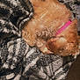 Latte is registered to the contest to win money with this photo: dog, sleeping, blanket, fur, pink_collar, curled_up, cozy, indoor, carpet, resting, pet, small_dog, furry, nap, domestic_animal, animal, soft_texture, brown_fur, relaxing, household