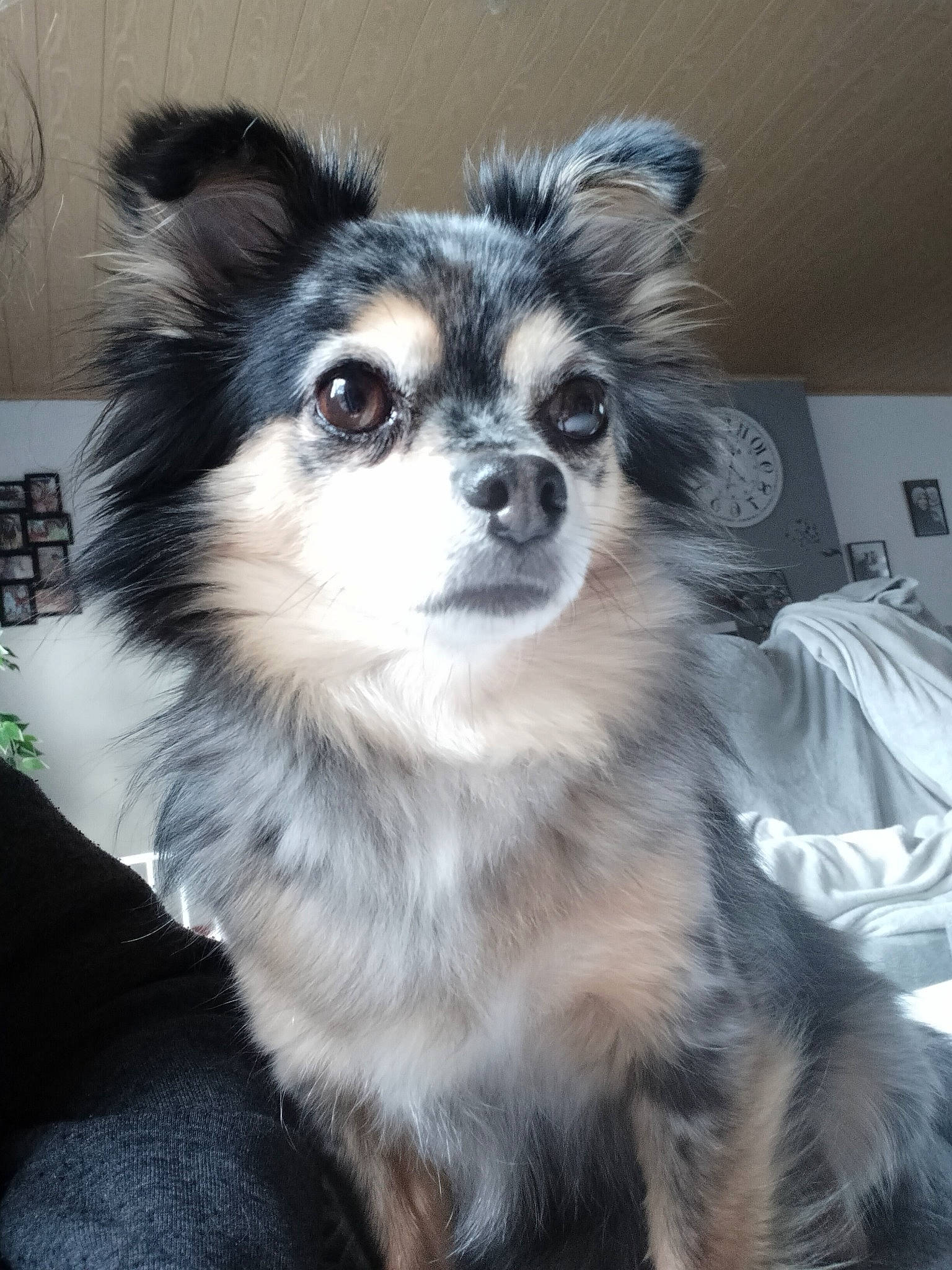 Nesquick participe au concours pour gagner de l'argent avec cette photo : ancient_dog_breeds, canidae, carnivore, companion_dog, dog, dog_breed, dog_supply, fur, non_sporting_group, papillon, puppy, snout, sporting_group, terrestrial_animal, toy_dog, volpino_italiano, whiskers, working_animal, working_dog