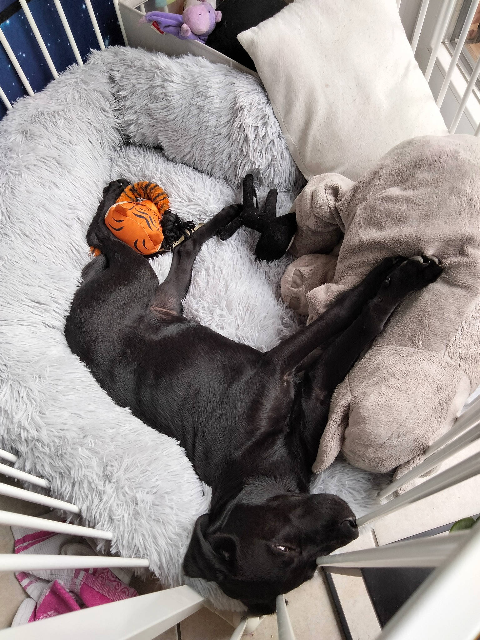 Cookie participe au concours pour gagner de l'argent avec cette photo : baby_products, bed_sheet, bedding, blanket, canidae, comfort, companion_dog, fur, grey, linens, mammal, nap, pillow, room, sporting_group, textile, vertebrate, white, working_animal