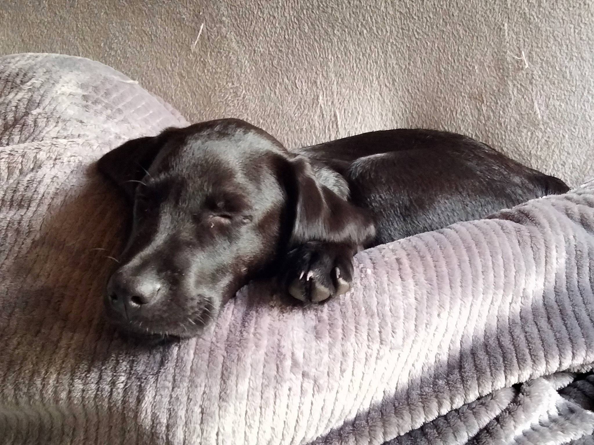 Cookie a rejoint le concours — aidez-le/la à gagner de superbes lots ! borador, canidae, carnivore, comfort, companion_dog, dog, dog_breed, ear, fur, grey, linens, liver, monochrome, monochrome_photography, pet_supply, snout, sporting_group, whiskers, wood, working_animal