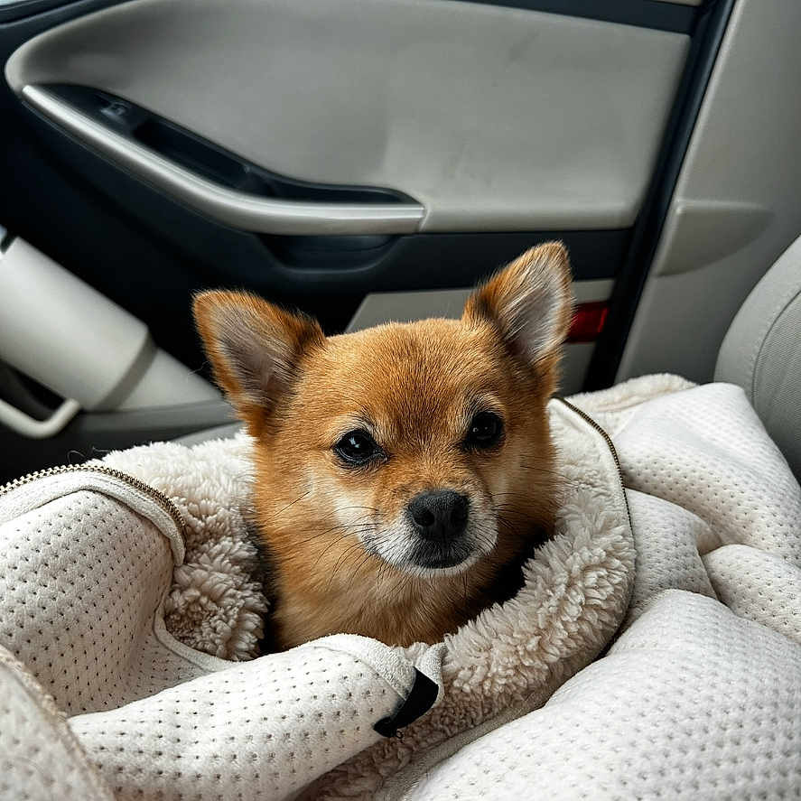 Otis joined the competition — help win amazing prizes! animal, blanket, brown_fur, car_door, car_interior, companion, cozy, cute, dog, ears, fur, indoors, pet, pet_owner, portrait, puppy, seat, small_dog, snug, window