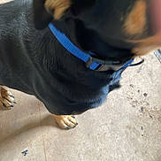 Dallas is registered to the contest to win money with this photo: animal, black_and_tan, black_fur, blue_collar, blurry, boots, canine, close_up, collar, dirty_floor, dog, domestic_animal, floor, footwear, fur, indoor, paw, pet, standing, tan_paws