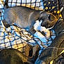 Skye is registered to the contest to win money with this photo: dog, puppy, sleeping, blanket, checkered, cozy, resting, fur, paws, indoor, pet, animal, cute, snug, laying, comfort, soft, relaxation, domestic, companion