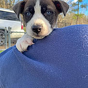 Skye is registered to the contest to win money with this photo: puppy, dog, close_up, blue_eyes, paw, person, shoulder, blue_sweater, outdoor, sky, trees, fence, vehicle, daylight, cute, pet, animal, fur, expression, nature