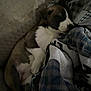 puppy, sleeping, blanket, couch, cozy, fur, pet, indoors, resting, cute, animal, snuggled, brown, white, small, comfort, domestic, young, peaceful, relaxed