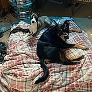 Skye is registered to the contest to win money with this photo: animal, black_dog, blanket, box, chair, dog, domestic, fabric, floor, furniture, gray_dog, indoor, looking_at_camera, pet, plaid, resting, room, shoe, table, water_bottle