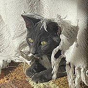 Kacey joined the competition — help win amazing prizes! cat, gray_cat, blanket, fringe, carpet, indoor, pet, fur, whiskers, paws, alert, cozy, texture, playful, resting, closeup, animal, cute, home, curious