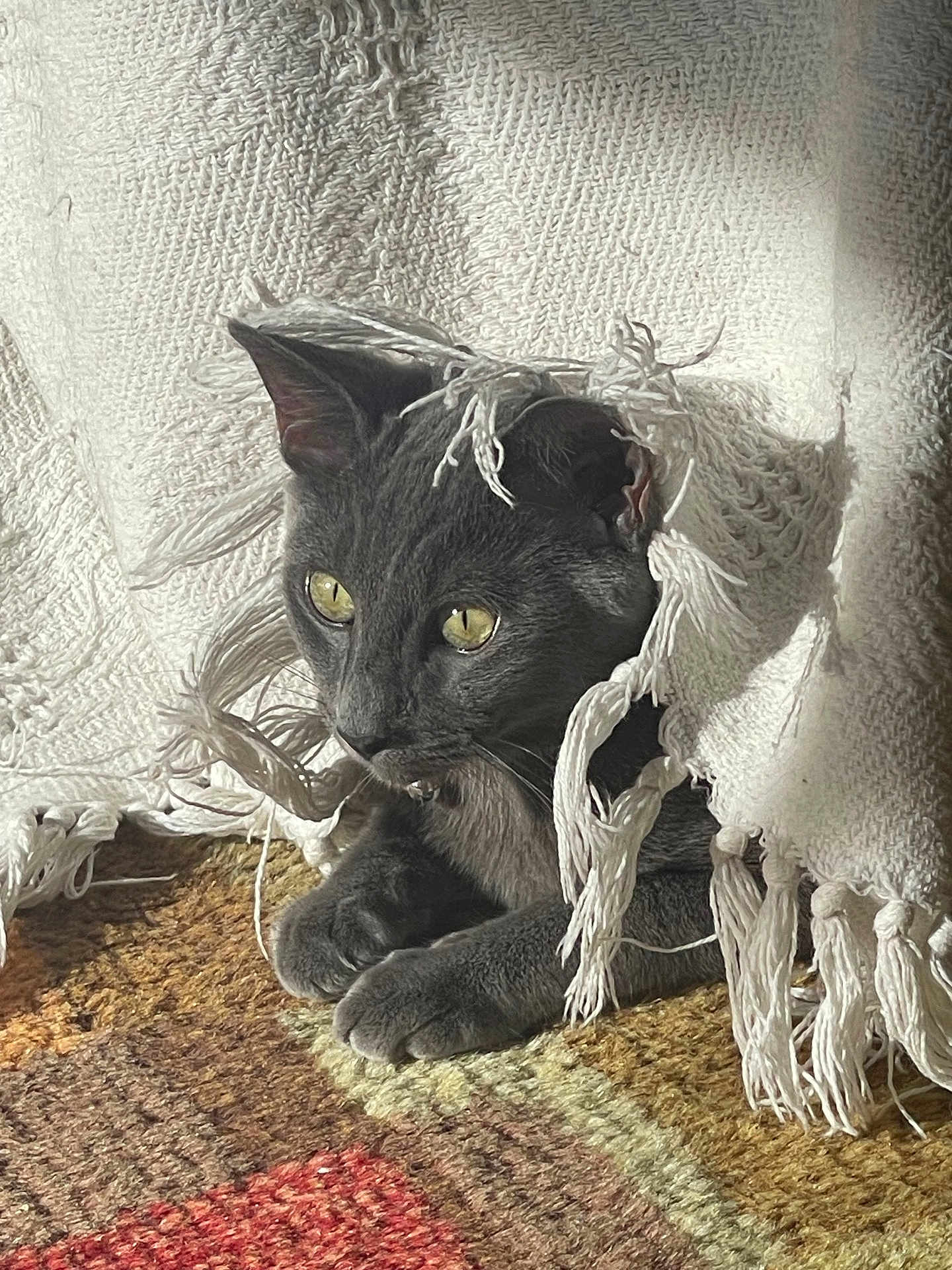 Kacey joined the competition — help win amazing prizes! cat, gray_cat, blanket, fringe, carpet, indoor, pet, fur, whiskers, paws, alert, cozy, texture, playful, resting, closeup, animal, cute, home, curious