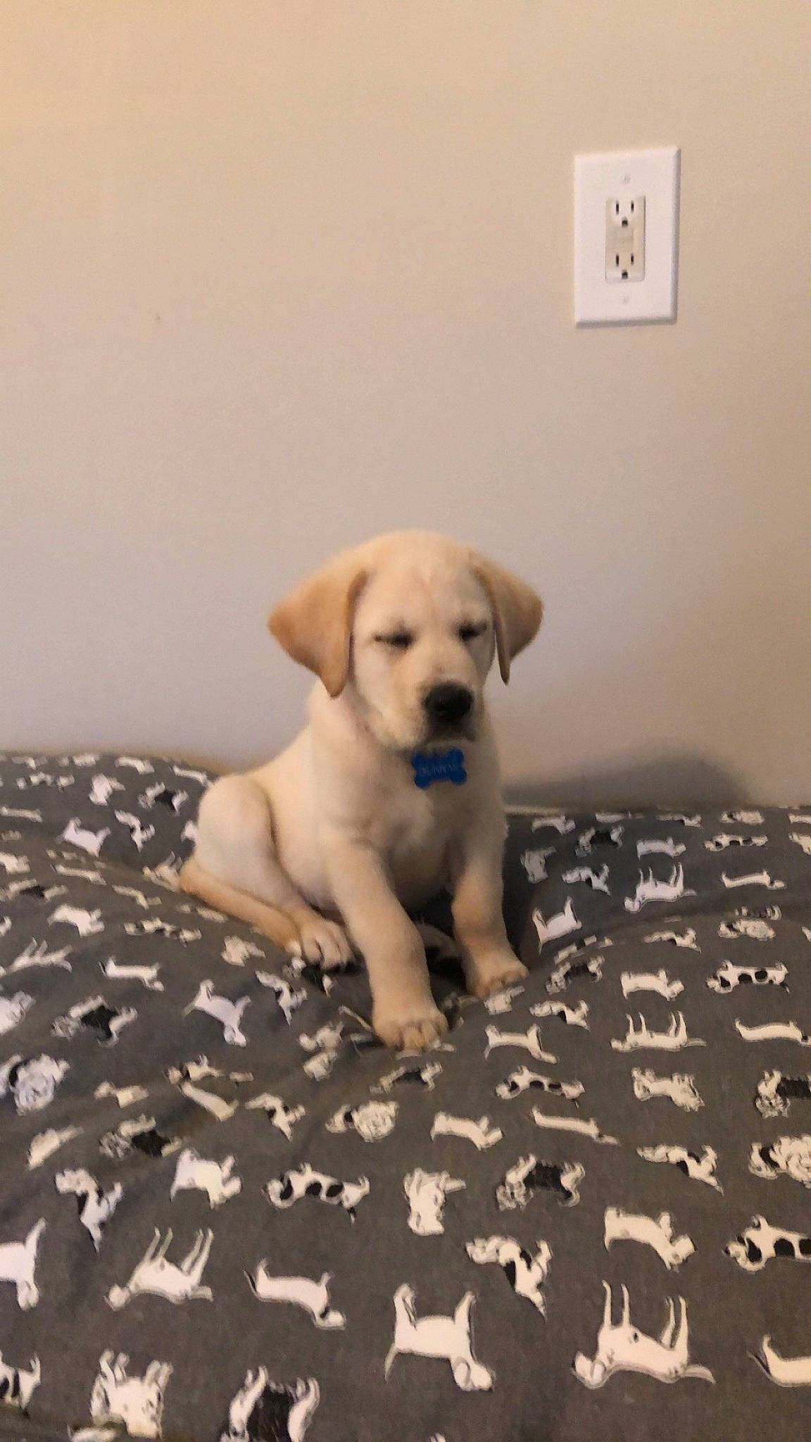 Gunnar joined the competition — help win amazing prizes! carnivore, comfort, companion_dog, dog, dog_breed, dog_supply, fawn, floor, flooring, fur, hardwood, light_switch, linens, pet_supply, snout, tail, wall_plate, wall_socket, wood, working_animal