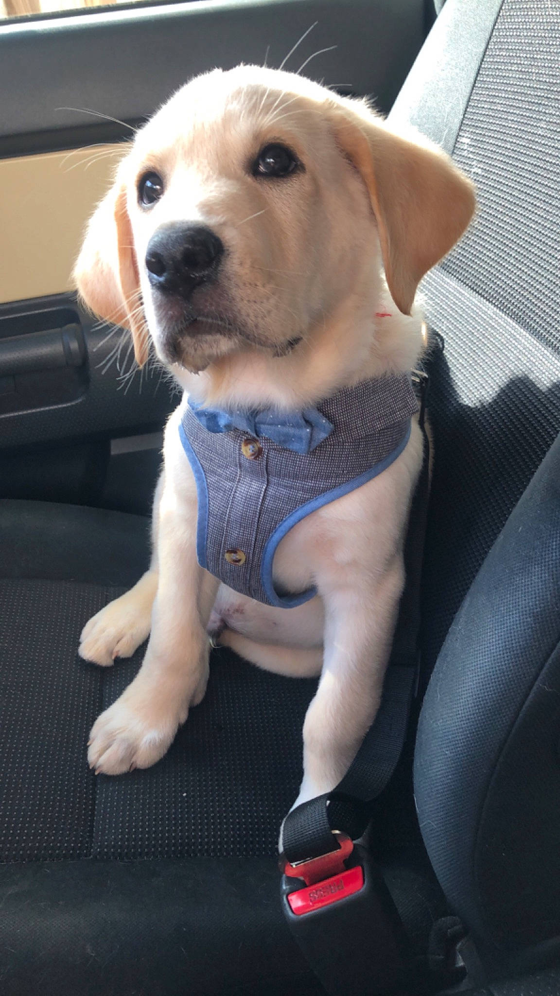 Gunnar is registered to the contest to win money with this photo: auto_part, canidae, car_seat, carnivore, collar, companion_dog, dog, dog_breed, dog_clothes, dog_collar, dog_supply, electric_blue, fawn, fur, labrador_retriever, puppy_love, sporting_group, vehicle_door, whiskers, working_animal