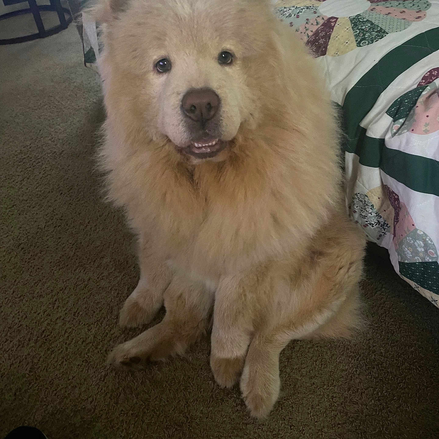 Bella joined the competition — help win amazing prizes! animal, bed, canine, carpet, companion, cute, dog, domestic, fluffy, friendly, furry, household, indoor, looking, mammal, pet, portrait, quilt, relaxed, sitting