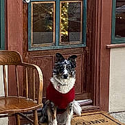 Jackie is registered to the contest to win money with this photo: dog, red_sweater, welcome_mat, wooden_door, glass_panes, wooden_chair, pavement, reflection, outdoor, pet, furry, sitting, cozy, home, door_handle, window, decor, calm, animal, daytime