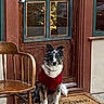 dog, red_sweater, welcome_mat, wooden_door, glass_panes, wooden_chair, pavement, reflection, outdoor, pet, furry, sitting, cozy, home, door_handle, window, decor, calm, animal, daytime