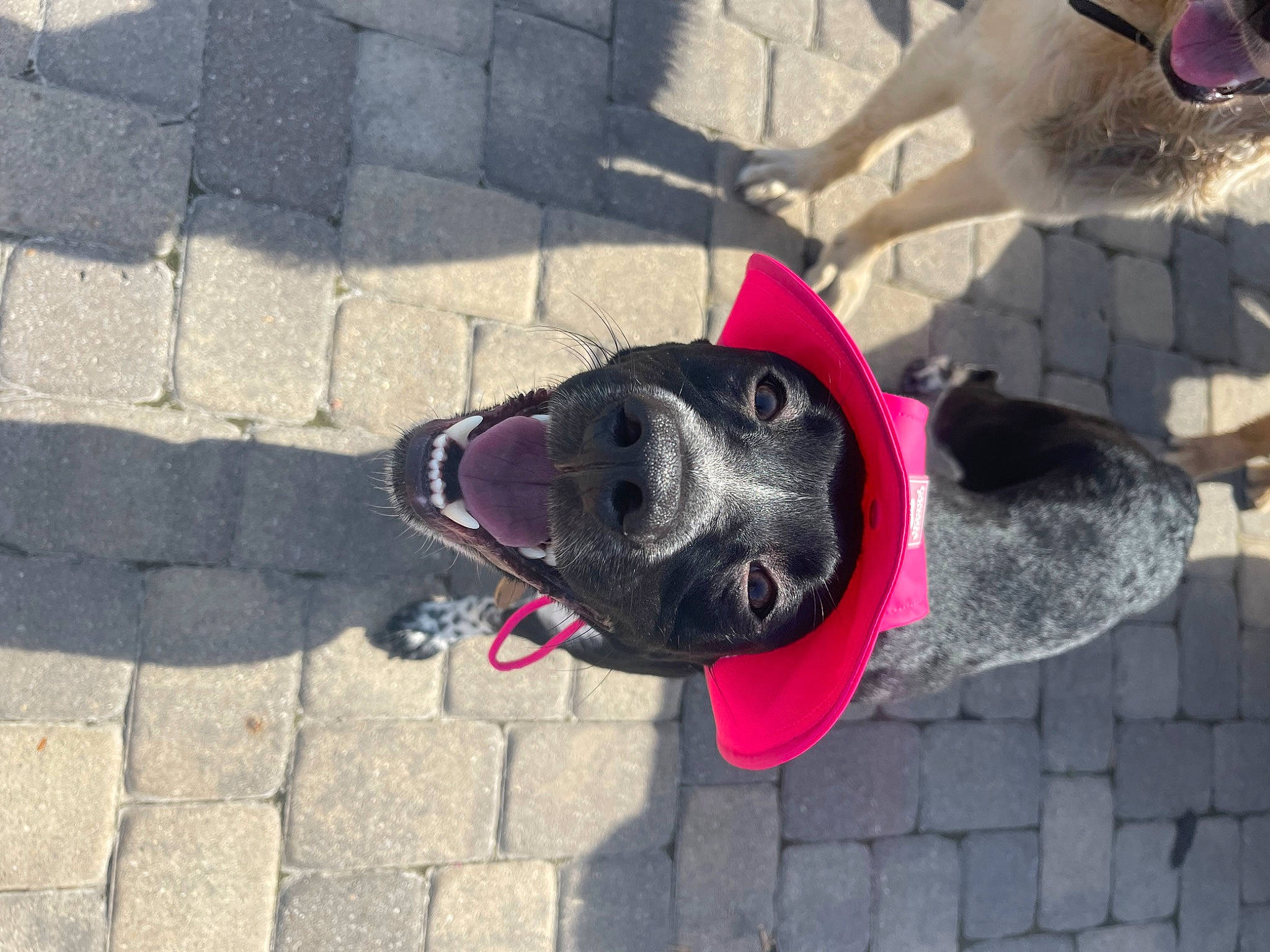 Baby is registered to the contest to win money with this photo: asphalt, carnivore, collar, companion_dog, dog, dog_breed, dog_collar, dog_supply, fashion_accessory, fawn, grey, leash, magenta, mammal, pet_supply, road_surface, sidewalk, snout, sporting_group, tail