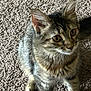 cat, kitten, tabby, fur, carpet, pet, animal, whiskers, ears, eyes, cute, domestic, indoor, young, feline, mammal, small, playful, curious, sitting