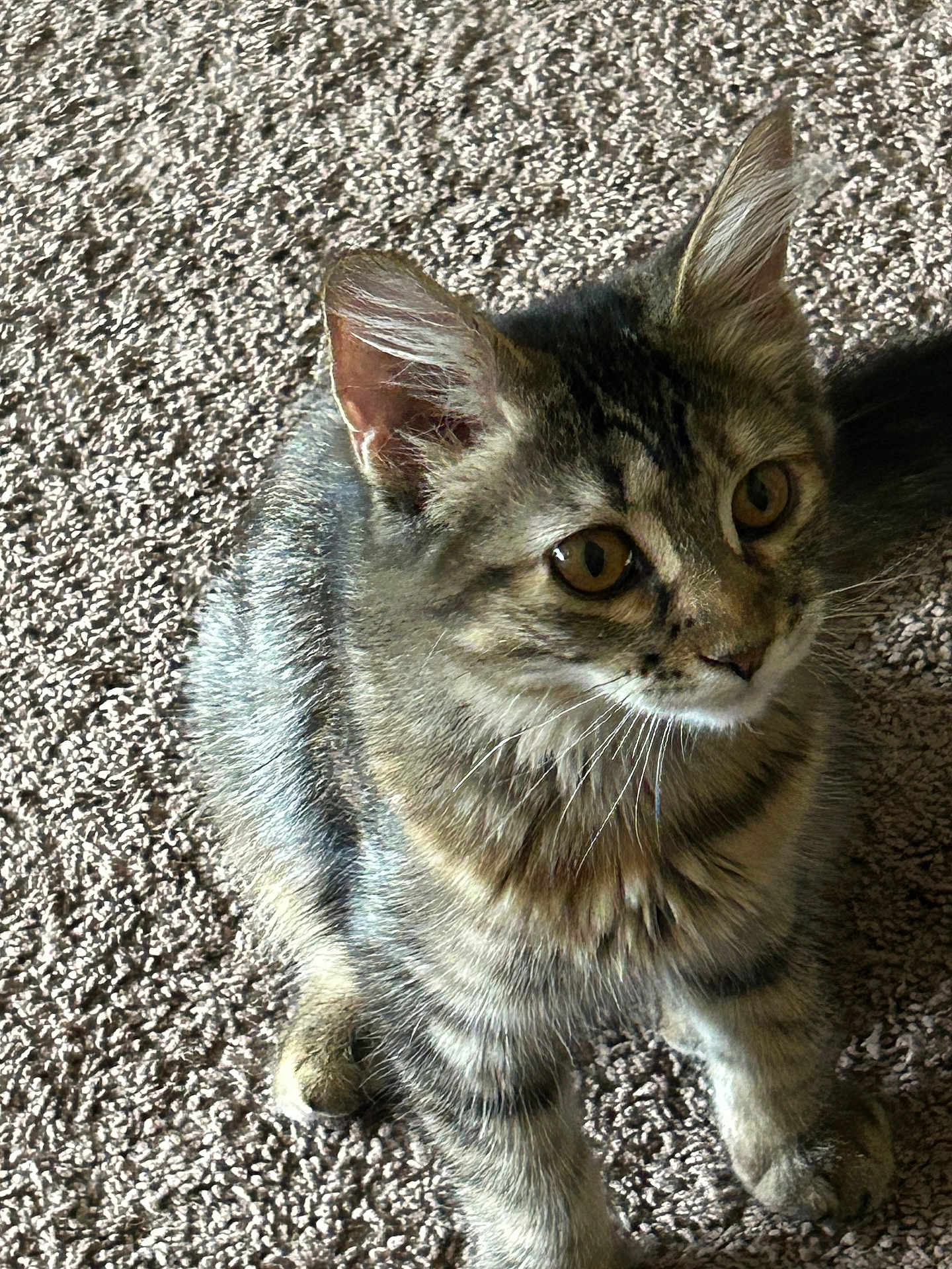 Pepper