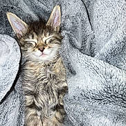 Pepper is registered to the contest to win money with this photo: kitten, cat, sleeping, cozy, blanket, gray, fur, cute, pet, animal, resting, soft, young, domestic_animal, feline, closeup, indoor, relaxing, comfort, snuggled