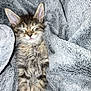 kitten, cat, sleeping, cozy, blanket, gray, fur, cute, pet, animal, resting, soft, young, domestic_animal, feline, closeup, indoor, relaxing, comfort, snuggled