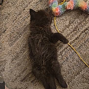 Binx joined the competition — help win amazing prizes! animal, black_cat, carpet, colorful, cozy, cute, feline, fluffy, fuzzy_toy, indoor, kitten, nap, pet, playful, resting, sleeping, small, soft, toy, young