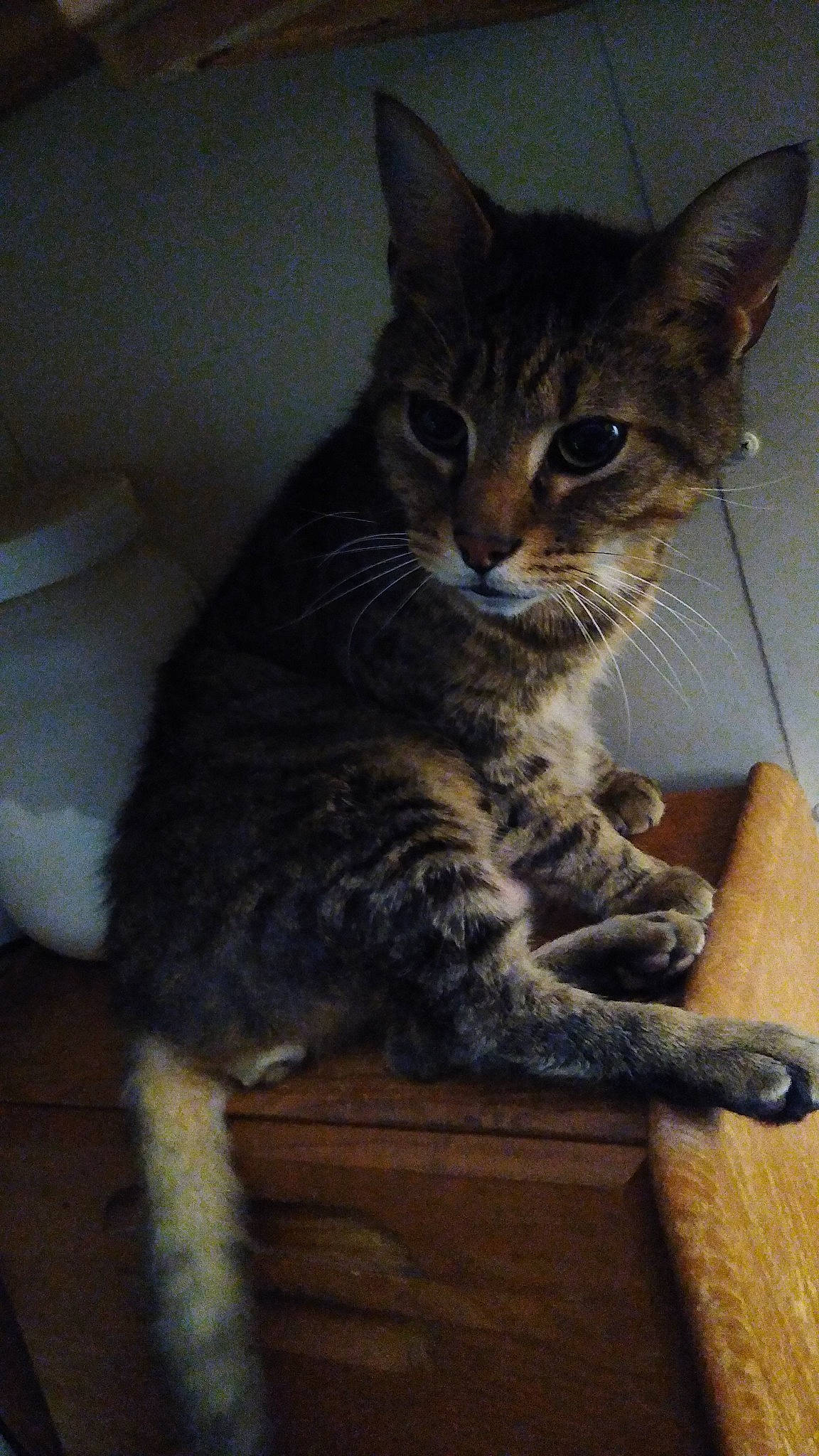 Lynx is registered to the contest to win money with this photo: carnivore, cat, domestic_short_haired_cat, felidae, fur, hardwood, sitting, small_to_medium_sized_cats, snout, tail, terrestrial_animal, whiskers, wildlife, wood