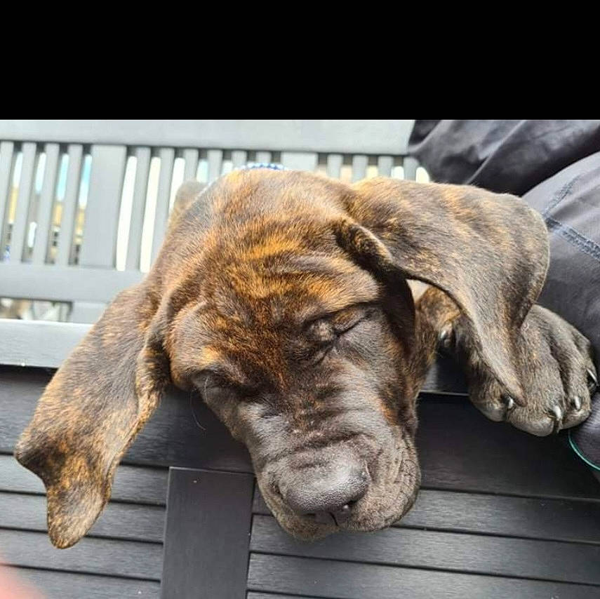 Leo joined the competition — help win amazing prizes! canidae, carnivore, claw, comfort, companion_dog, dog, dog_breed, door, fawn, fur, liver, snout, sporting_group, tail, terrestrial_animal, whiskers, window, wood, working_animal, wrinkle